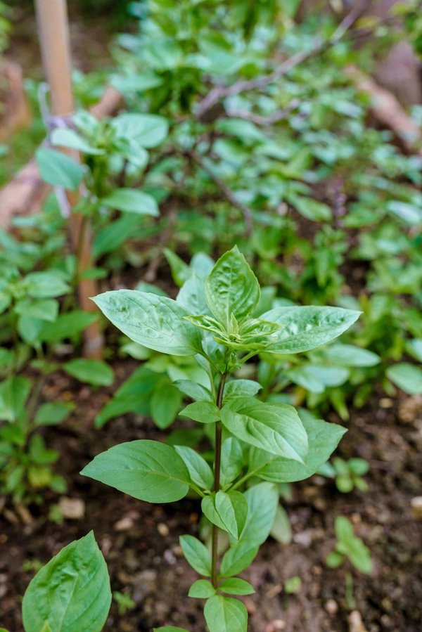 Wie entwirft man ein umweltfreundliches Konzept für Festivals?